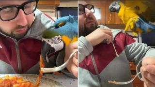 Хитър папагал краде паста от чинията на собственика си (видео)