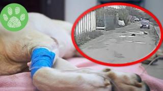 Камера засне как мъж умишлено блъска бездомно куче (видео)