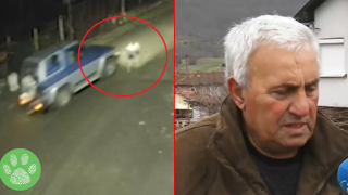 Ловно куче бе прегазено пред очите на стопанина си (видео)