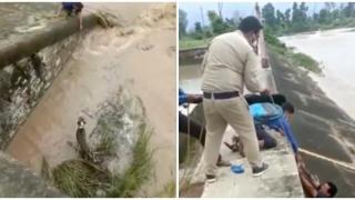 Индиец рискува живота си, за да спаси куче от бушуващи води (видео)