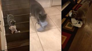 Котка не спира да краде сутиени (видео)