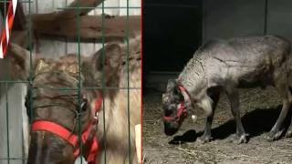 Откриха издирвания северен елен в Разградско (видео)