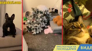 Домашни любимци реагират на коледни елхи (видео)