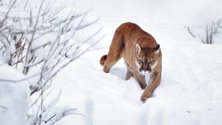 Защо животните обичат да играят в снега? (галерия)