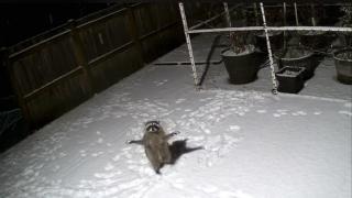 Миеща мечка радостно се опитва да улови падащи снежинки (видео)