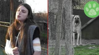 12-годишно дете е било нахапано от домашни кучета (видео)