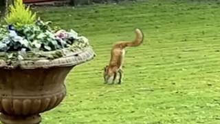 Заснеха двукрака лисица да търси храна в заден двор (видео)