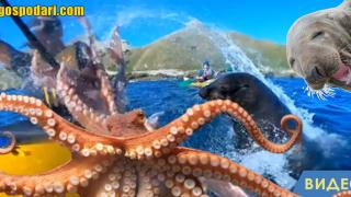 Тюлен шамароса гребец с октопод (видео)