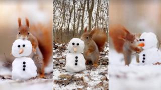 Малка катерица си играе с малък снежен човек (видео)