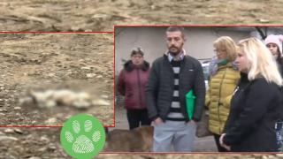 Отровиха 5 кучета за един ден в Павел баня (видео)