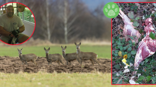 Заловиха общинар от ДПС и горски да разфасоват сърна след незаконен лов (снимки)