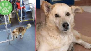 Запознайте се с най-сладкия "нередовен пътник" в София (снимки)