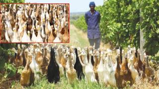 Патици-бегачки се грижат за лозята в Република Южна Африка