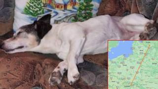 Откриха избягало куче от Словакия в Латвия (видео)