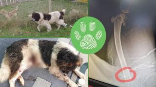 Разследват убийство на куче в Дряново