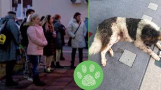 Граждани на Павел баня протестират срещу зачестилите зверства към животни (видео)