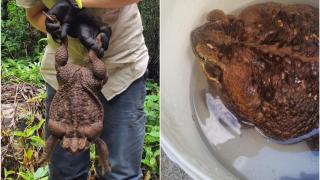 В Австралия хванаха плашещо голяма жаба (видео и снимки)