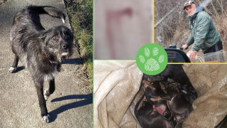 59-годишен умъртви куче и 8 новородени заради едно яйце (видео 18+)