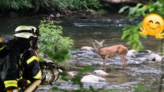 Спасиха бедстваща сърна, паднала в река Черна