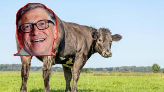 Бил Гейтс ще храни крави с водорасли