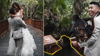 Дива маймуна превзе сватбената фотосесия на младоженци (видео)