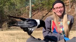 Врана се мисли за човек и опитва да говори (видео)