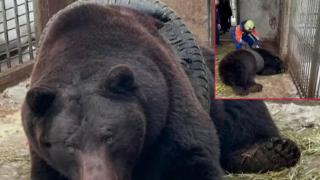 Мечка се заклещи в автомобилна гума (видео)