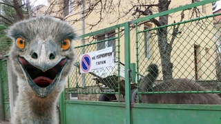 Птица ему живее в двора на къща в София (видео)