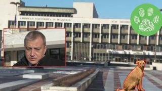 Спор за "подхвърлени" кучета между Благоевград и Симитли (видео)