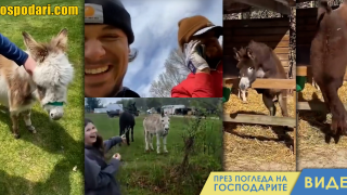 Има магаре на 6-та дупка (видео)