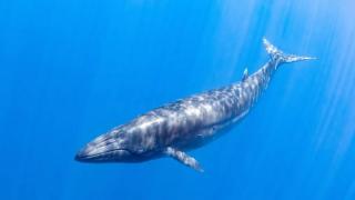Най-новият вид кит в света вече е застрашен от изчезване (видео)