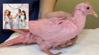 Убиха гълъб, боядисан в розово за бебешко парти