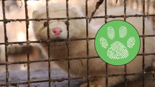 Бивш работник във ферма за норки разкрива ужасяващи подробности (видео)