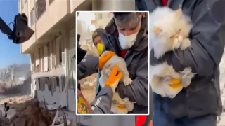 Котка оцеля по чудо над 200 часа под руините от земетресението (видео)