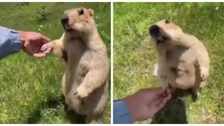 Когато намериш нов сладък приятел от животинския свят (видео)