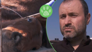 Работници спасиха припаднал от недохранване кон в Благоевград (видео)