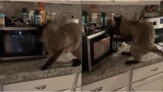 Гладна котка се бори с микровълновата печка (видео)
