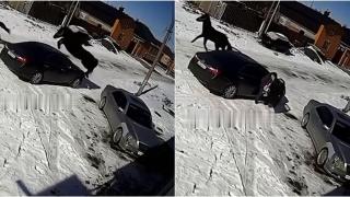 Когато конят... сгази колата (видео)