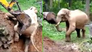 Вижте как багер помага на слон да се измъкне от пропаст (видео)