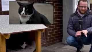 Котка е най-високо оценената туристическа атракция в полски град (видео)