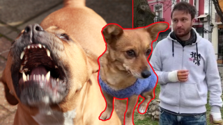 Домашен питбул нахапа мъж и кучето му в Пловдив (видео)