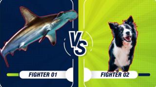 Куче се хвърли върху гигантска акула и оцеля (видео)