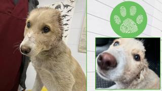 Отрязаха ушите на кученце в София (видео)