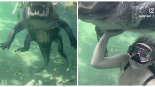 Безстрашно момиче гали алигатор по корема (видео)