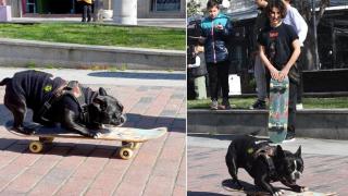 Куче от Варна отмъкна скейтборда на тийнейджър, за да се повози (снимки)