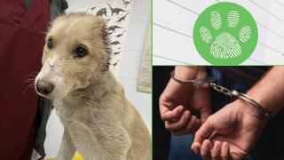 Арестуваха трима заподозрени за отрязването на ушите на куче (видео)