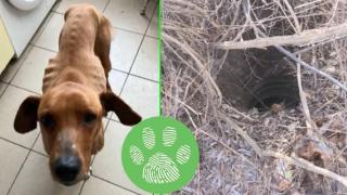 Мъже откриха куче, затрупано в изоставена шахта (видео)