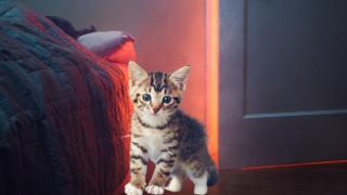 Коте спаси шестчленно семейство от пожар, но загина