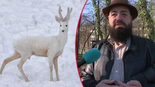 Изключително рядък бял сръндак се показа пред очите на фотограф в Родопите (видео)