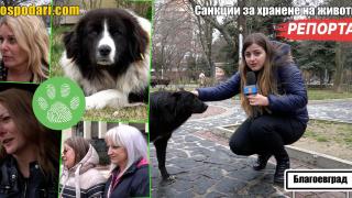 Какво мислят благоевградчани за предложението за санкции за хранещите бездомни животни? (РЕПОРТАЖ)
